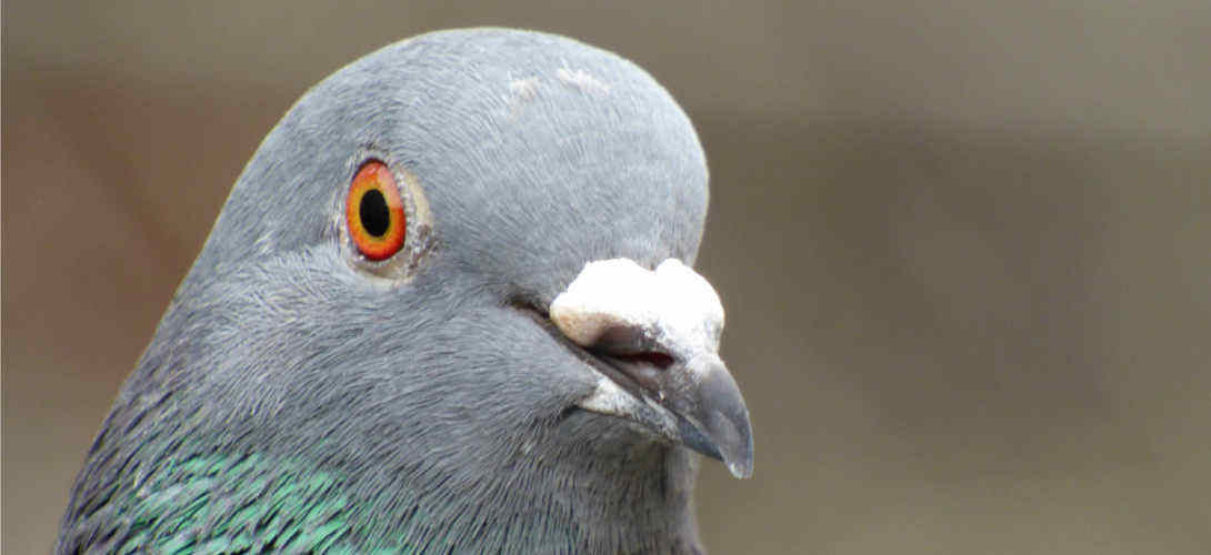 pigeon